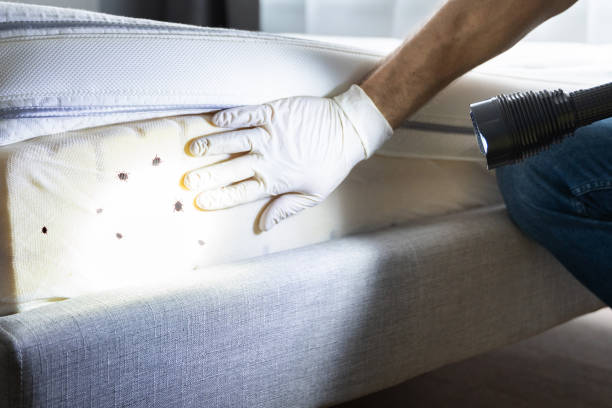 Best Insect Control  in Lamar, MO