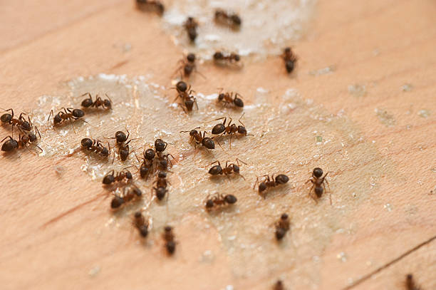 Best Emergency Pest Control  in Lamar, MO
