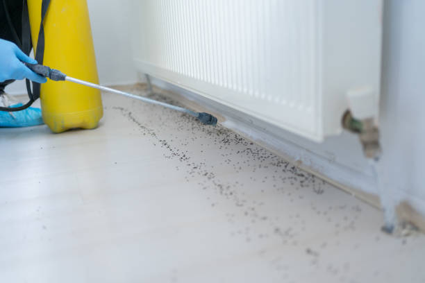 Best Flea Control Services  in Lamar, MO
