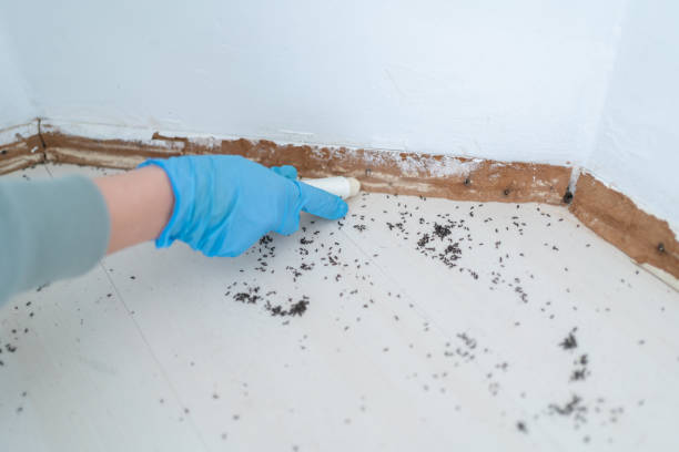Best Residential Pest Control  in Lamar, MO